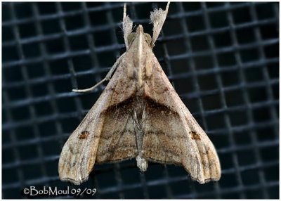 <h5><big>Dark-spotted Palthis Moth<br></big><em>Palthis angulalis #8397</h5></em>