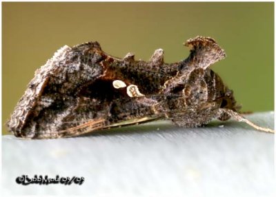 <h5><big>Soybean Looper Moth<br></big><em>Pseudoplusia includens #8890</h5></em>