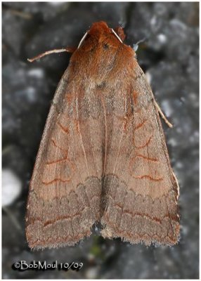 Metaxaglaea Violacea MothMetaxaglaea violacea #9945.2