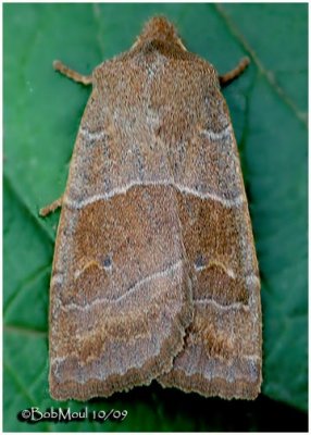 Morrison's Sallow MothEupsilia morrisoni #9936