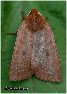 Sloping Sallow MothEpiglaea decliva #9946