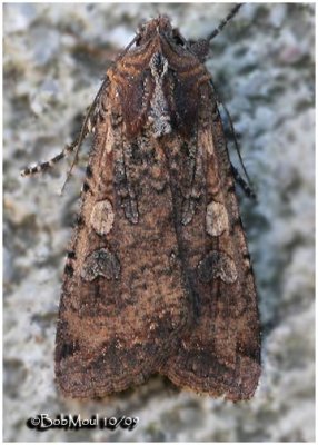 Pearly Underwing MothPeridroma saucia #10915