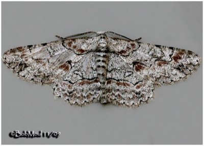 Brown-shaded Gray MothIridopsis defectaria #6586