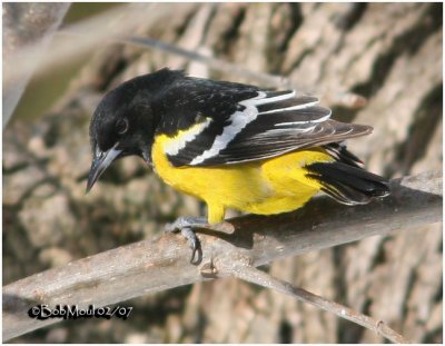 Scott's Oriole-Male