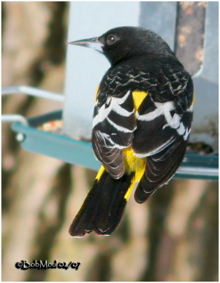 Scott's Oriole-Male