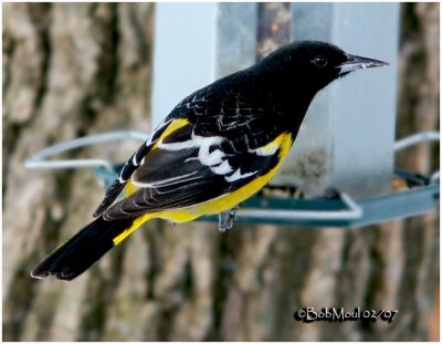 Scott's Oriole-Male