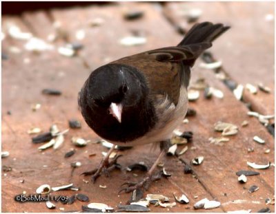 Dark-eyed Junco Male-Oregon Race