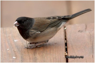 Dark-eyed Junco Male-Oregon Race