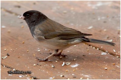 Dark-eyed Junco Male-Oregon Race