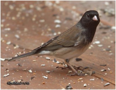 Dark-eyed Junco Male-Oregon Race