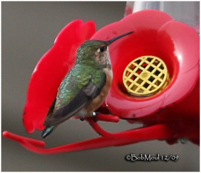Allen's Hummingbird-Female