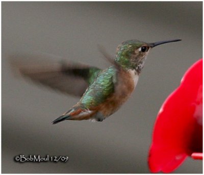 Allen's Hummingbird-Female