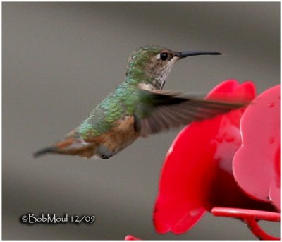Allens Hummingbird-Female