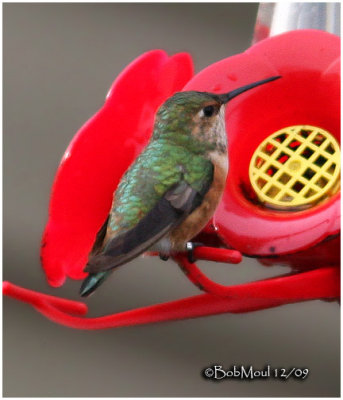 Allen's Hummingbird-Female-PA STATE RECORD