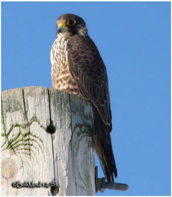 Peregrine Falcon-Juvenile