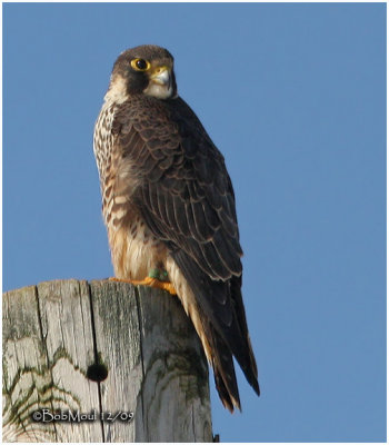 Peregrine Falcon-Juvenile