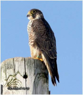 Perigrine Falcon-Juvenile