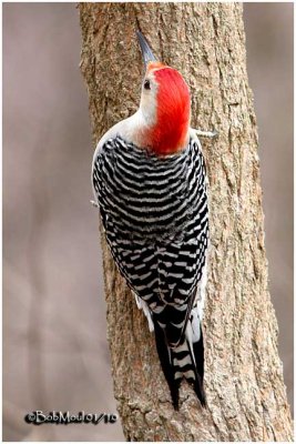 Red-bellied Woodpecker-Male