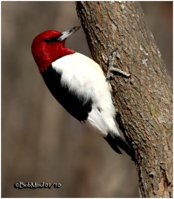 Red-headed Woodpecker-Adult