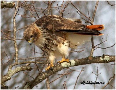 Red-tailed Hawk