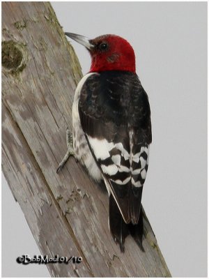 Red-headed Woodpecker-Juvenile