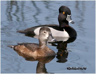 Ringed-neck Duck- Pair