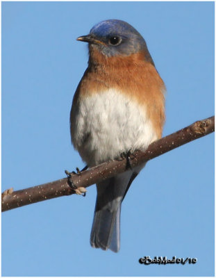 Eastern Bluebird