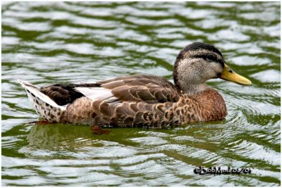 Mallard Drake-Non Breeding