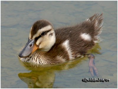 Mallard Chick