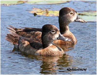 Ringed-neck Duck-Females