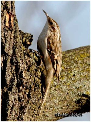 Brown Creeper