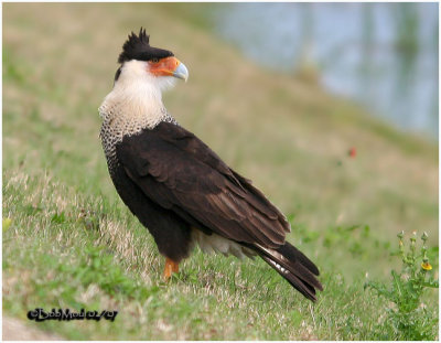 Crested Caracara