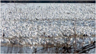 Snow Geese