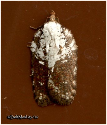 Acleris hastiana Moth Acleris hastiana #3531(variation)