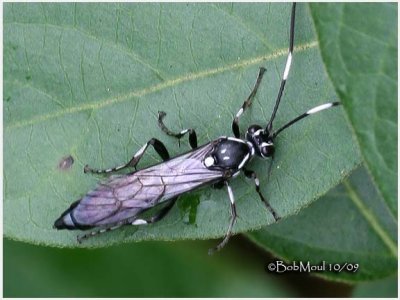 IchneumonWasp-Female