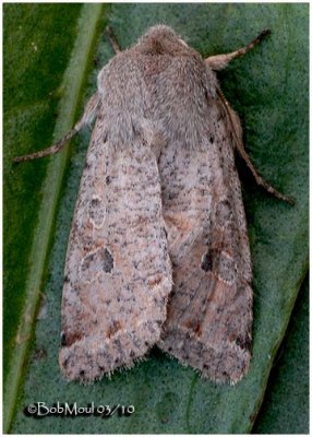 Speckled Green Fruitworm MothOrthosia hibisci #10495