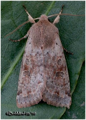 Speckled Green Fruitworm MothOrthosia hibisci #10495