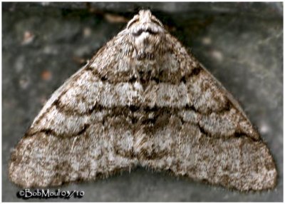 Half-wing Moth-Phigalia titea #6658