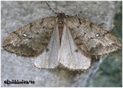 White-spotted Cankerworm MothPaleacrita merriccata #6663