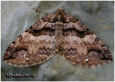 Variable Carpet MothAnticlea vasiliata #7329