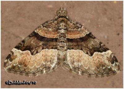 Toothed Brown Carpet MothXanthorhoe lacustrata #7390