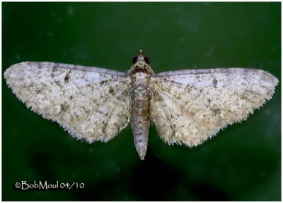 Common Eupithecia MothEupithecia miserulata #7474