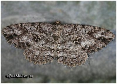 <h5><big>Canadian Melanolophia Moth<br></big><em>Melanolophia canadaria #6620</h5></em>