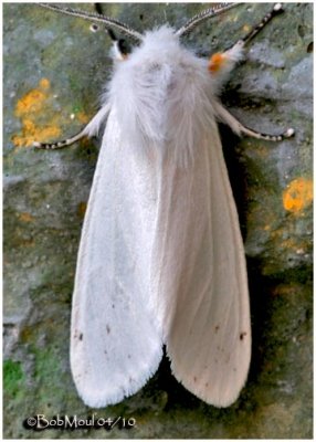 Virginian Tiger MothSpilosoma virginica #8137