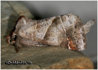 Angle-lined Prominent MothClostera inclusa #7896