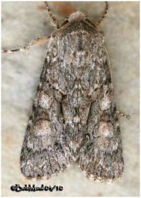 Distinct Quaker MothAchatia distincta  #10518
