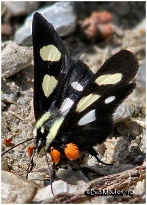 Eight Spotted Forester MothAlypia octomaculata #9314