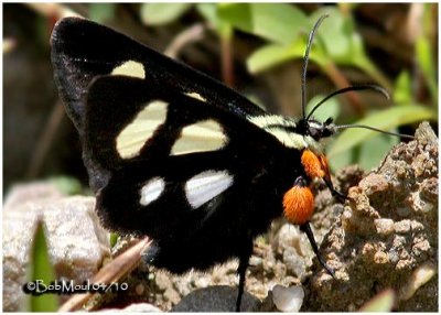 Eight Spotted Forester MothAlypia octomaculata #9314