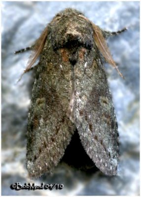 Saddled Prominent Moth-MaleHeterocampa guttivitta #7994