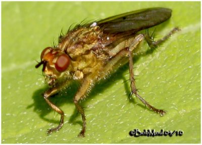 Dung Fly-Female